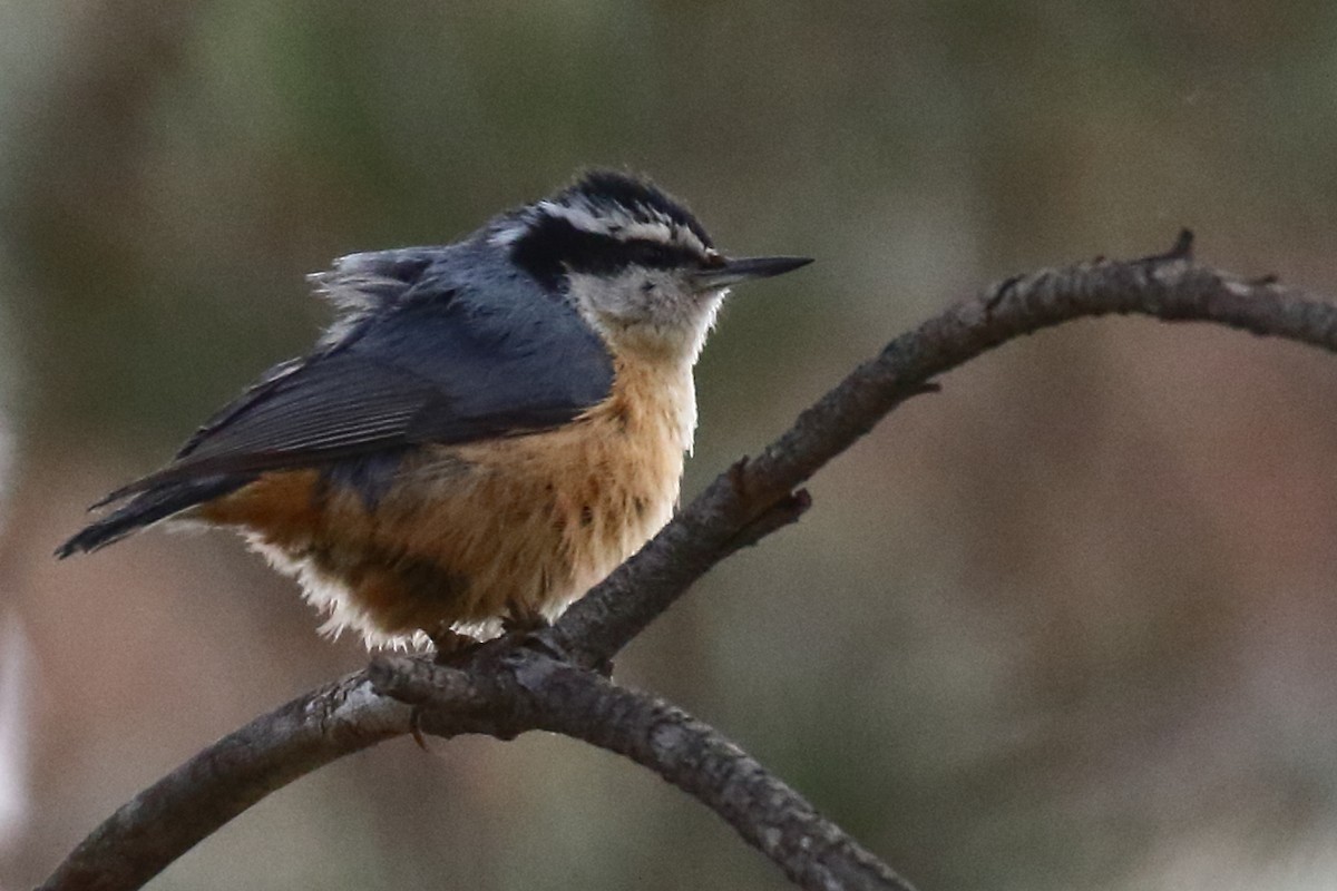 Red-breasted Nuthatch - ML619421176