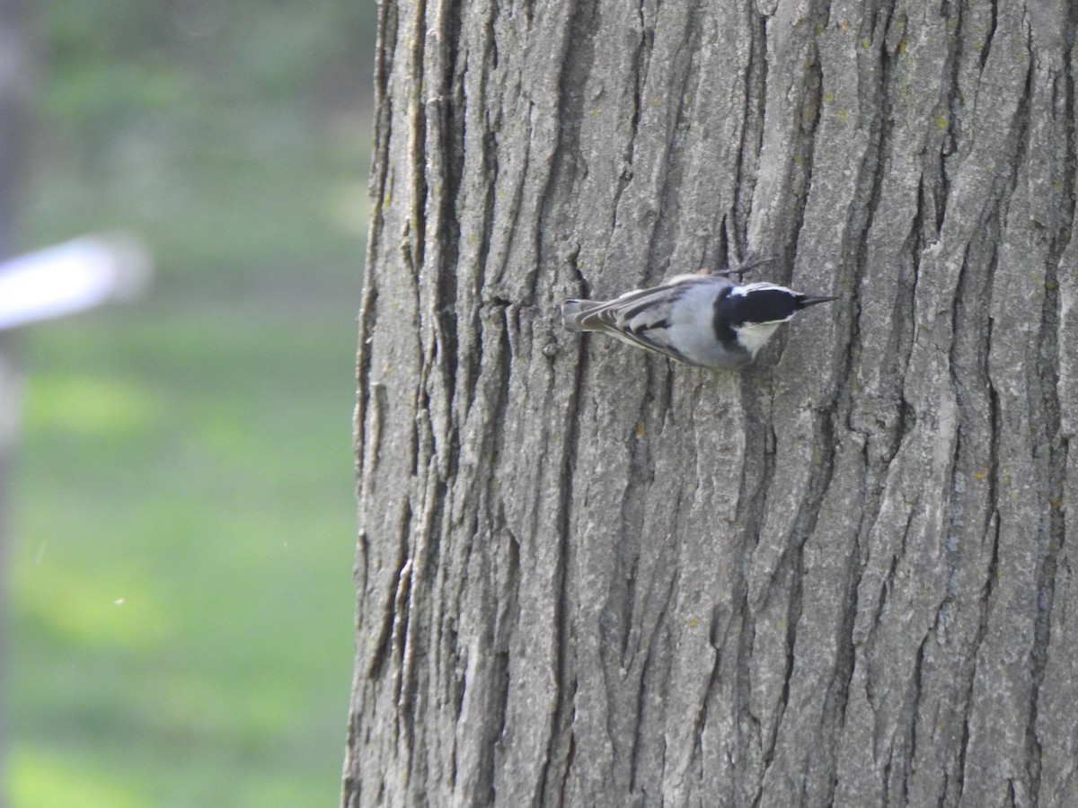 White-breasted Nuthatch (Eastern) - ML619421202