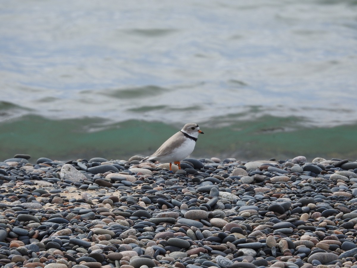 Piping Plover - ML619421207