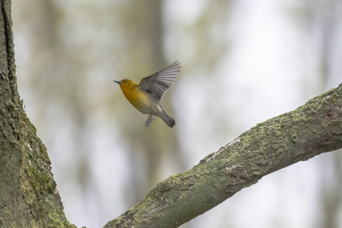 Prothonotary Warbler - ML619421209