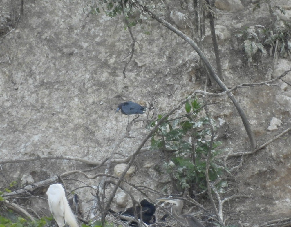Little Blue Heron - ML619421223