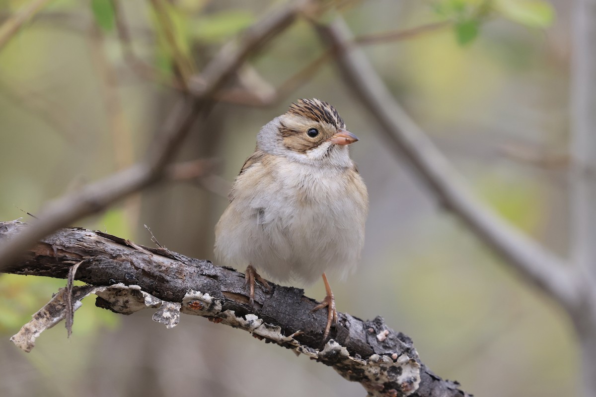 Clay-colored Sparrow - ML619421310