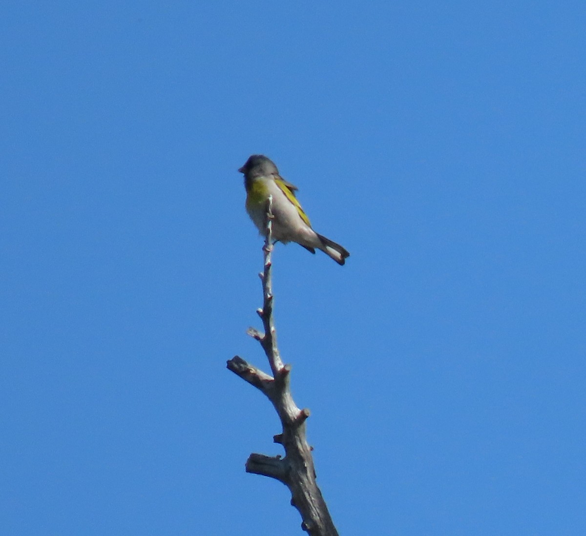 Lawrence's Goldfinch - ML619421321