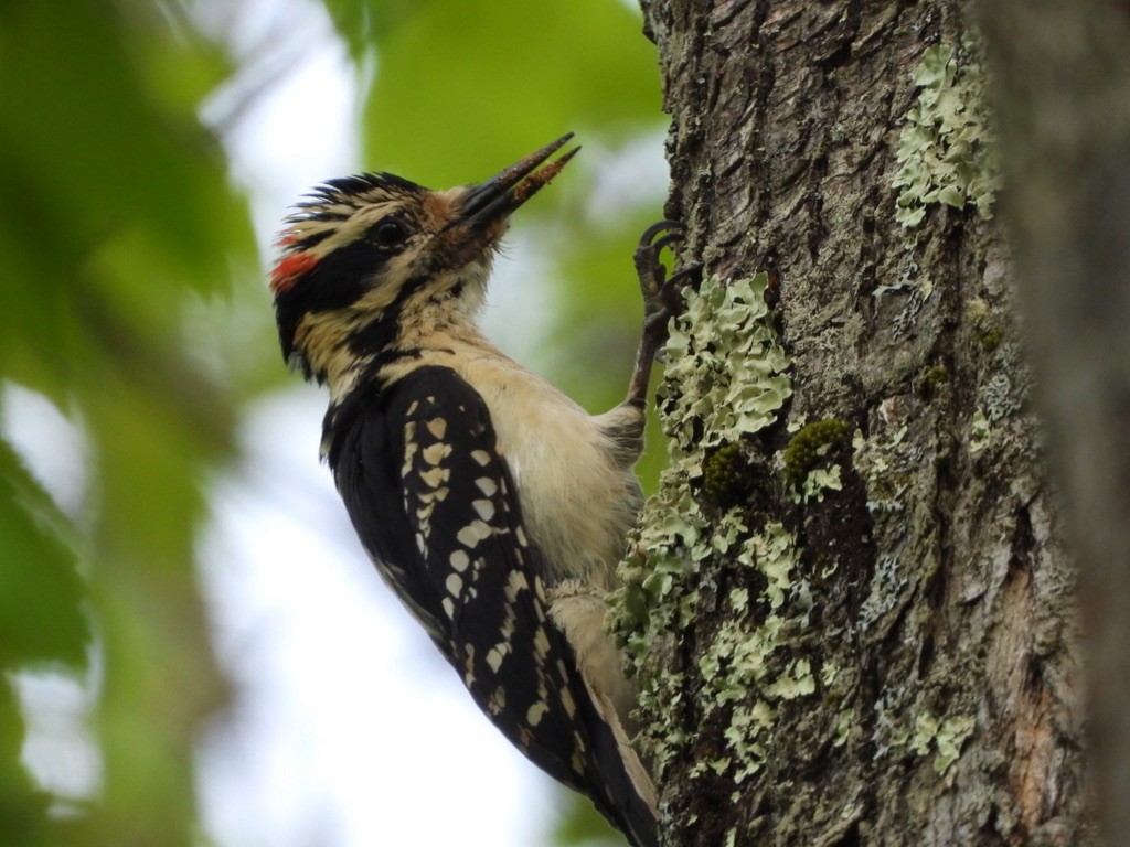 Hairy Woodpecker - ML619421326