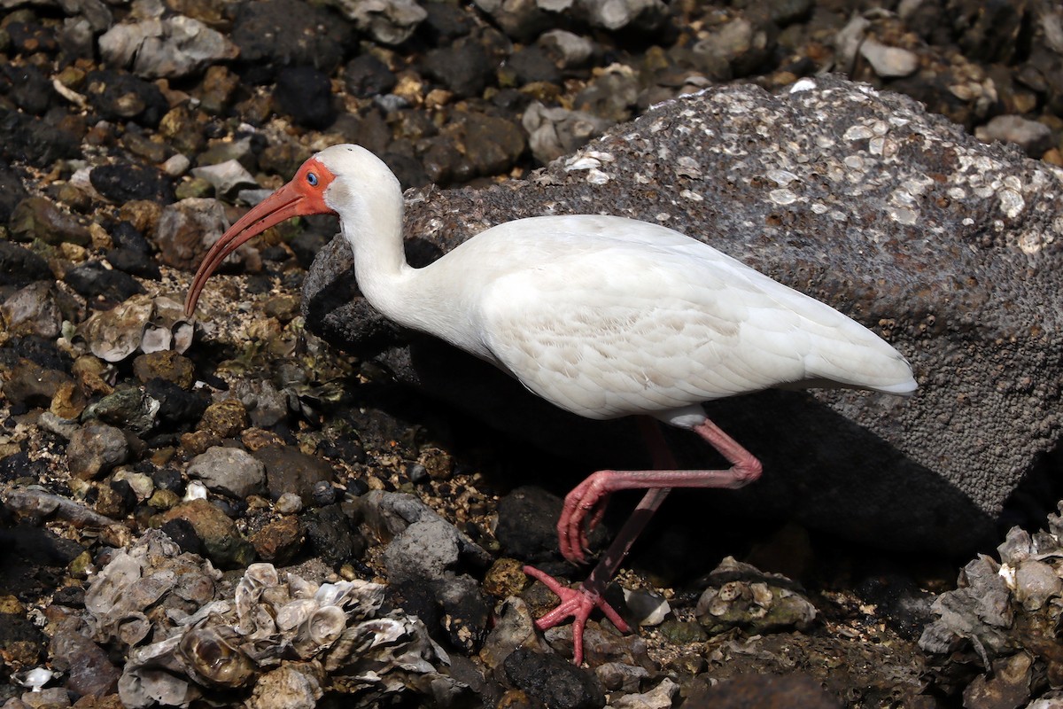 ibis bílý - ML619421354
