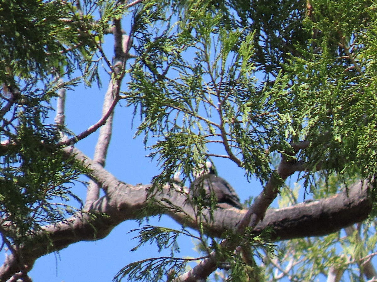 White-headed Woodpecker - ML619421360