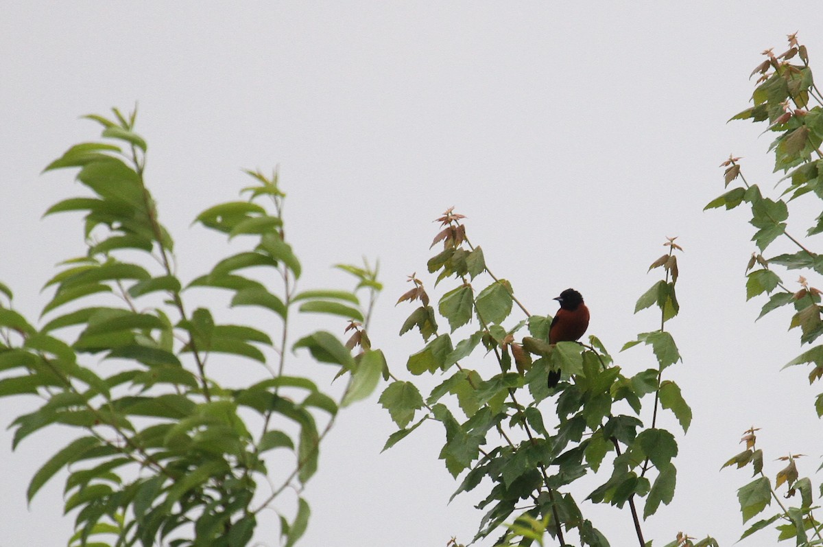 Orchard Oriole - ML619421405