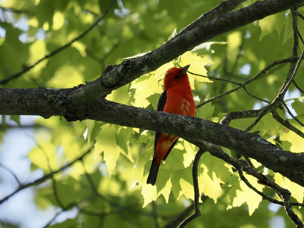 Scarlet Tanager - ML619421415