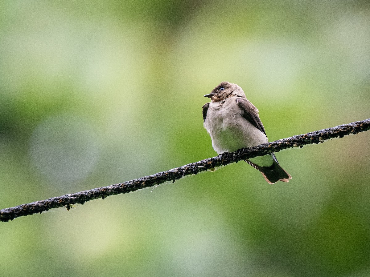 Southern Rough-winged Swallow - ML619421474