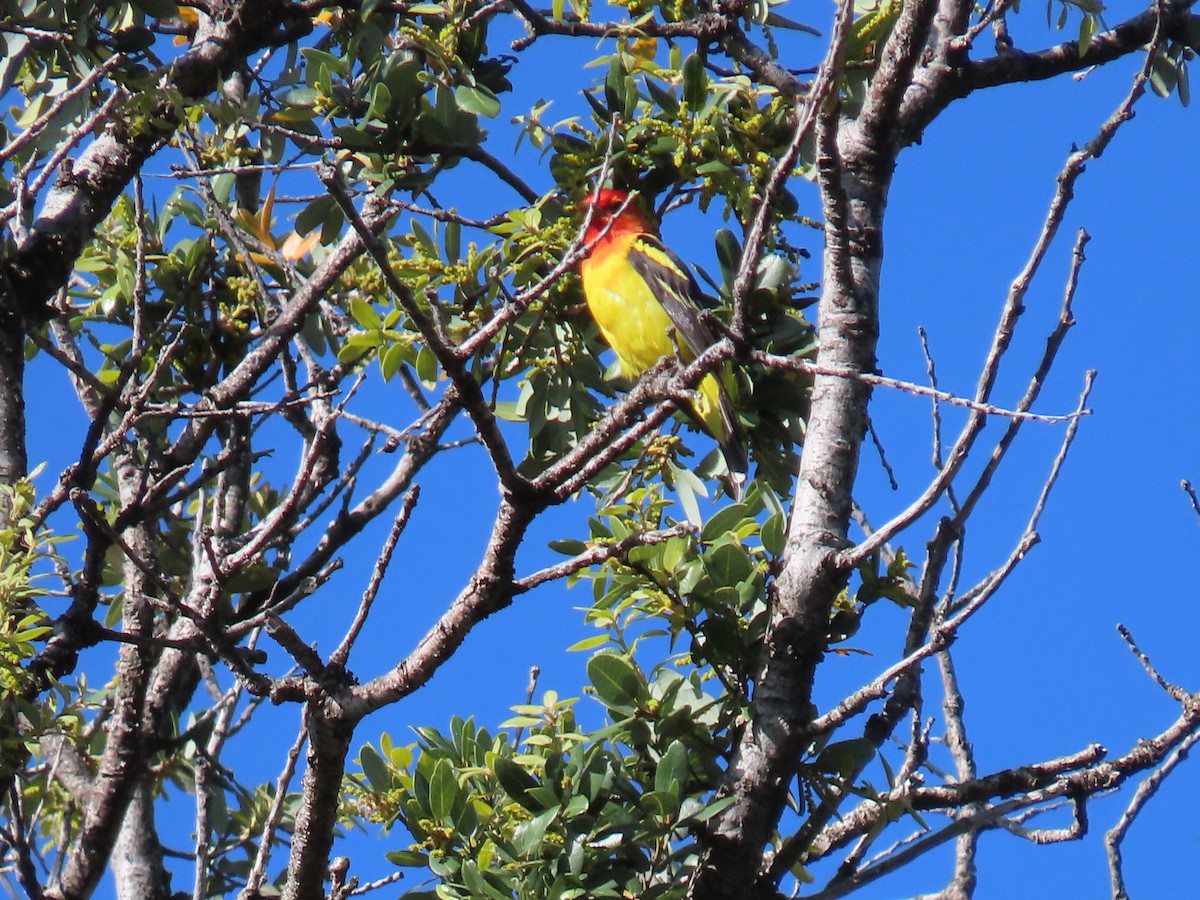 Western Tanager - ML619421522