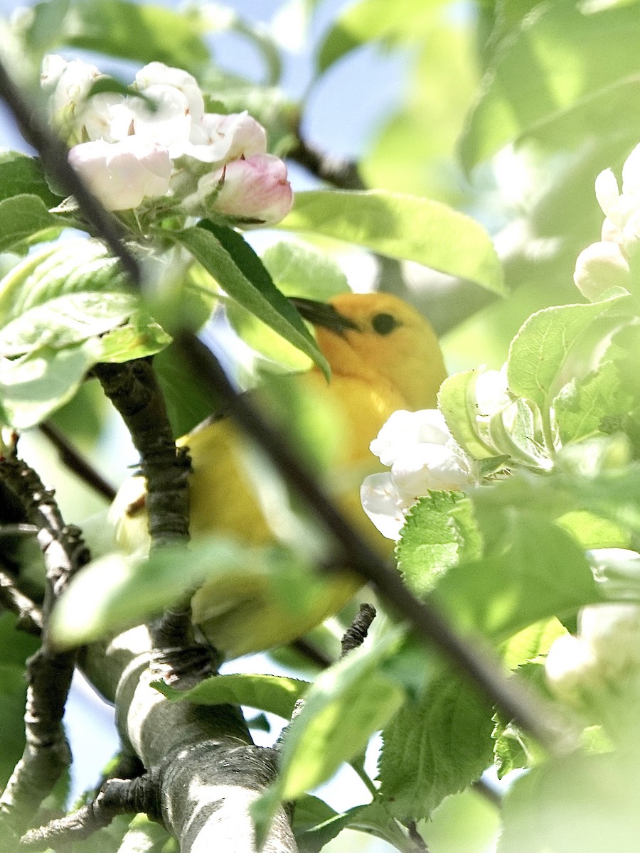 Prothonotary Warbler - ML619421545