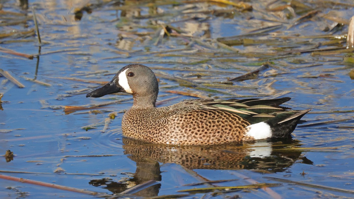 Blue-winged Teal - ML619421550