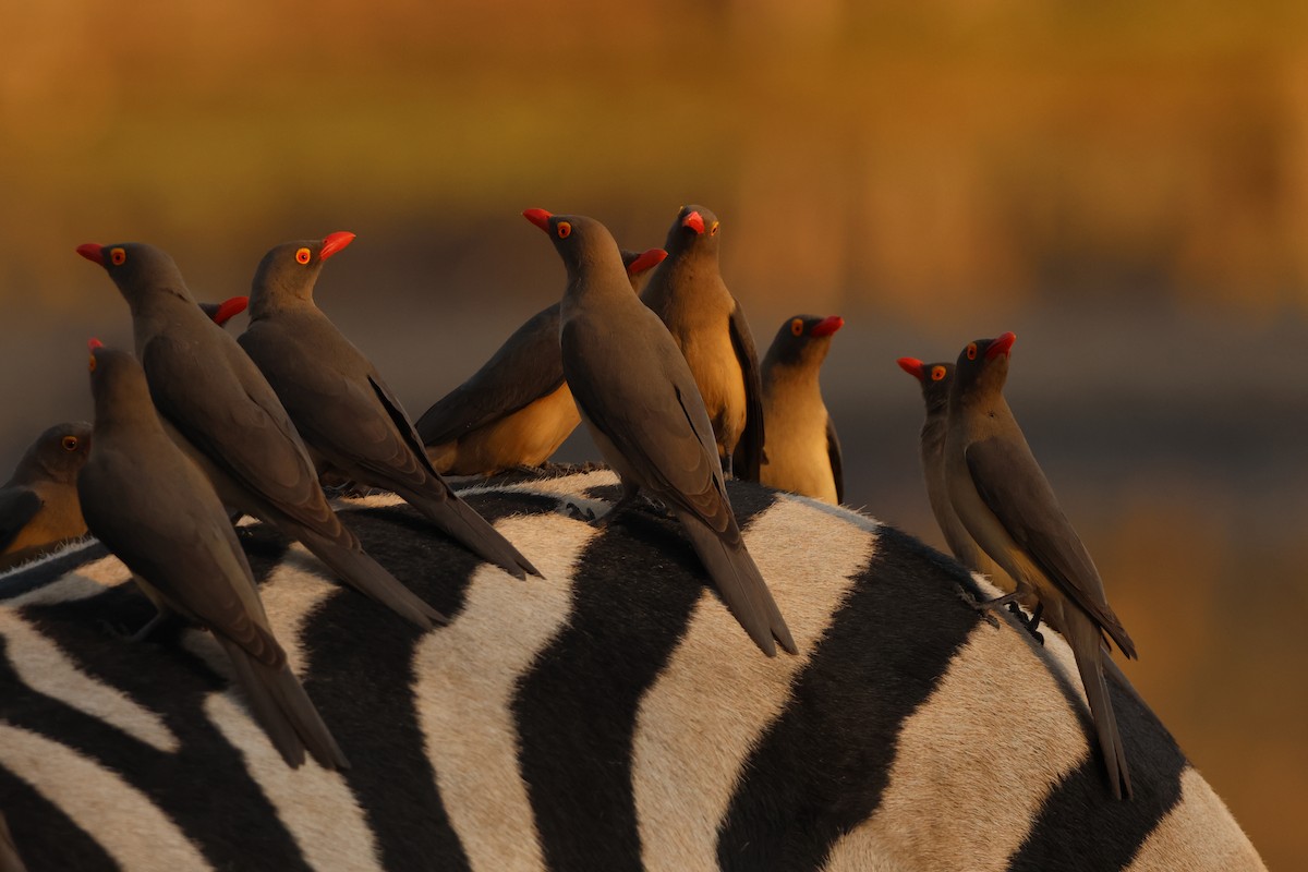 Red-billed Oxpecker - ML619421581