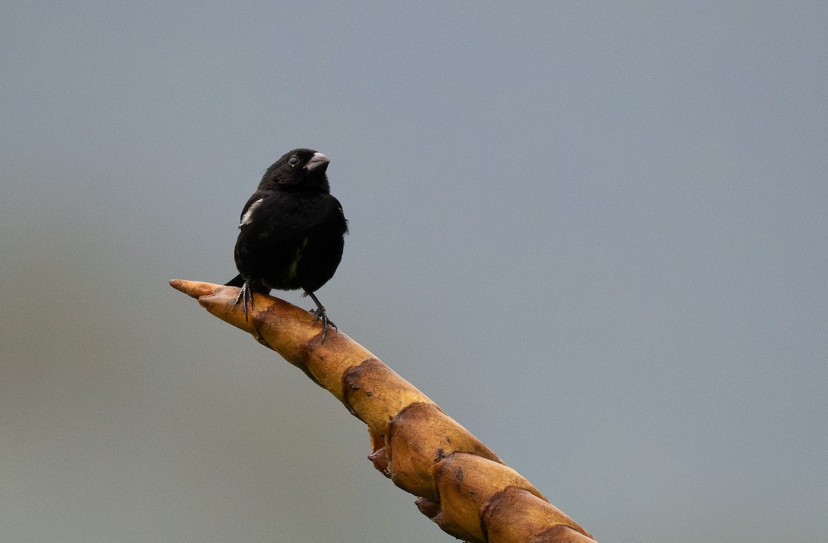 Variable Seedeater - ML619421594