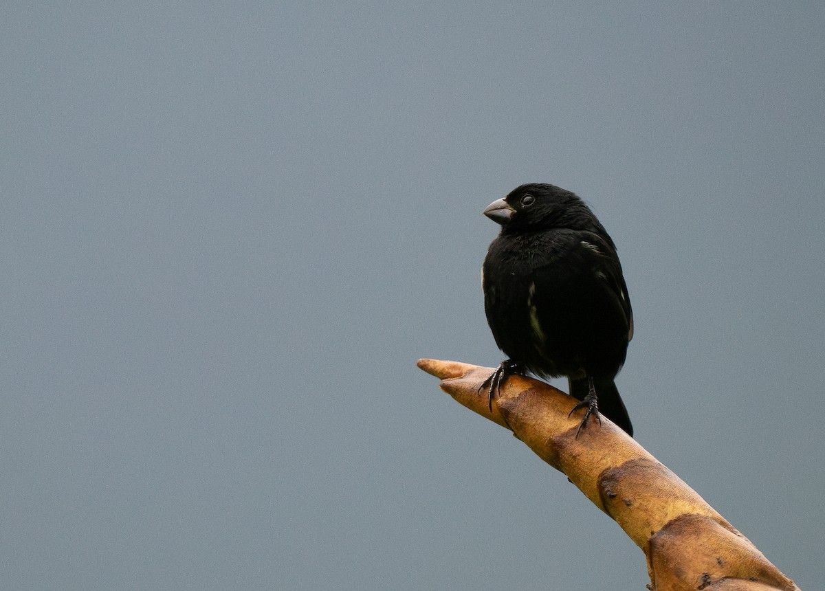 Variable Seedeater - ML619421595