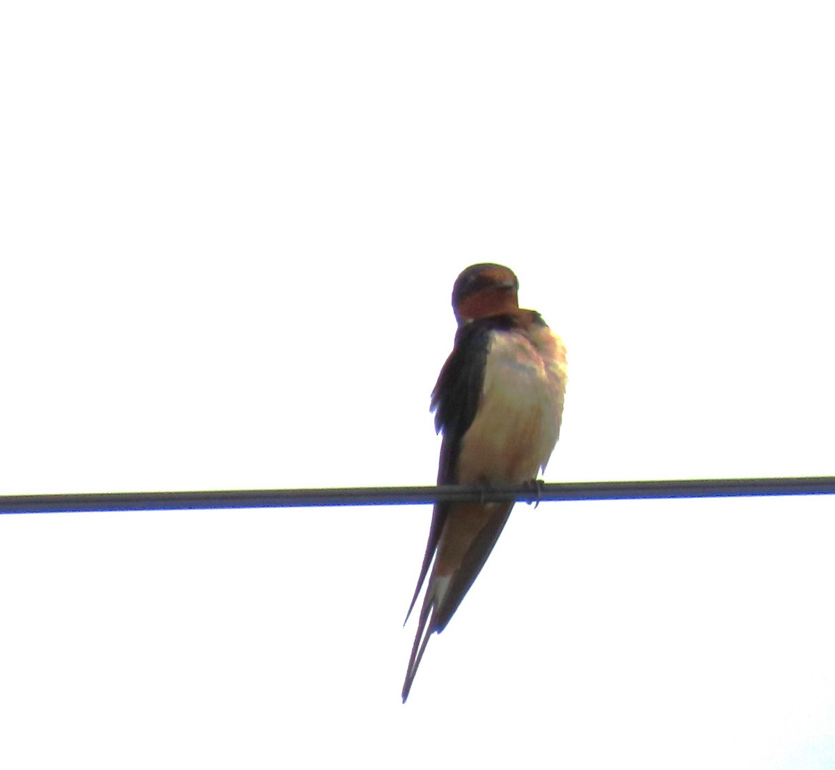 Barn Swallow - ML619421597