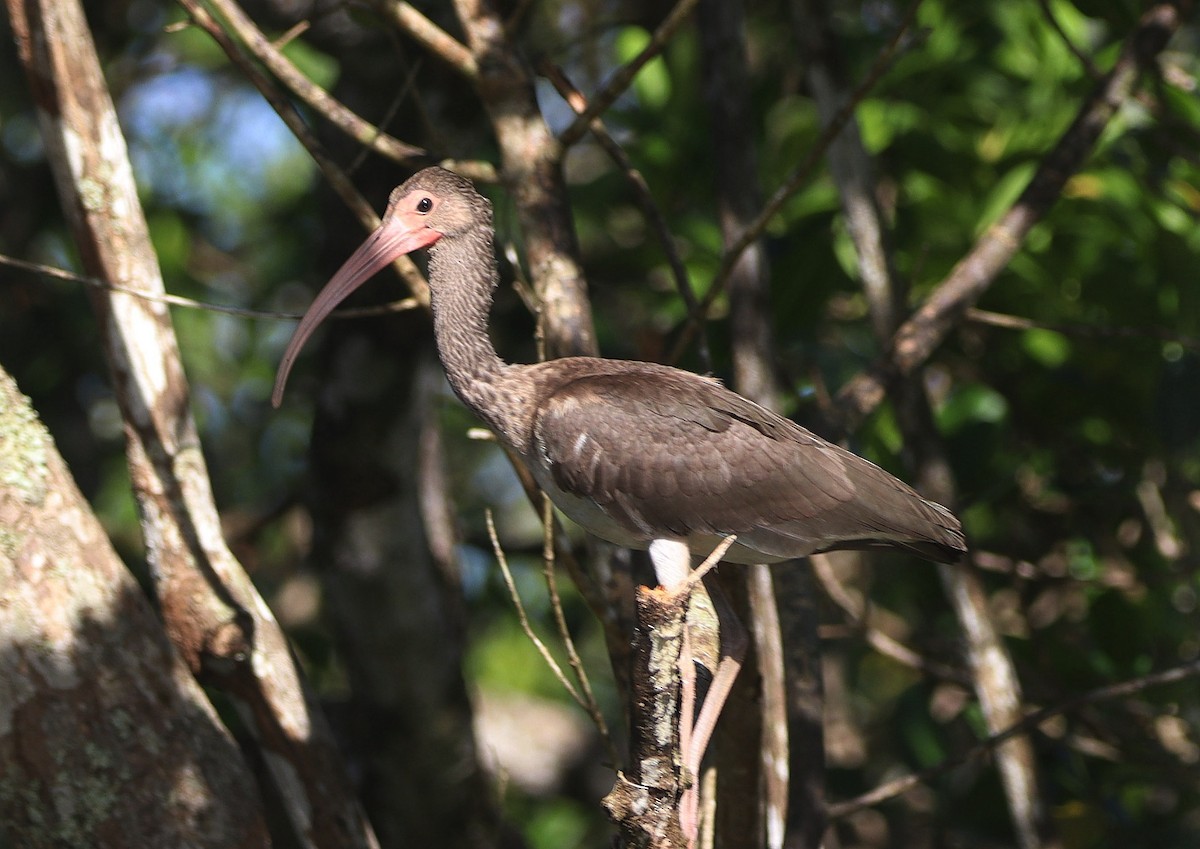 ibis rudý - ML619421642