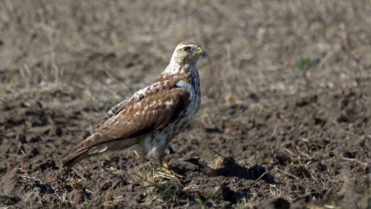 Red-tailed Hawk - ML619421649