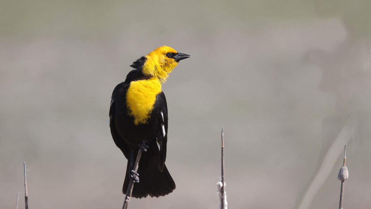 Yellow-headed Blackbird - ML619421651