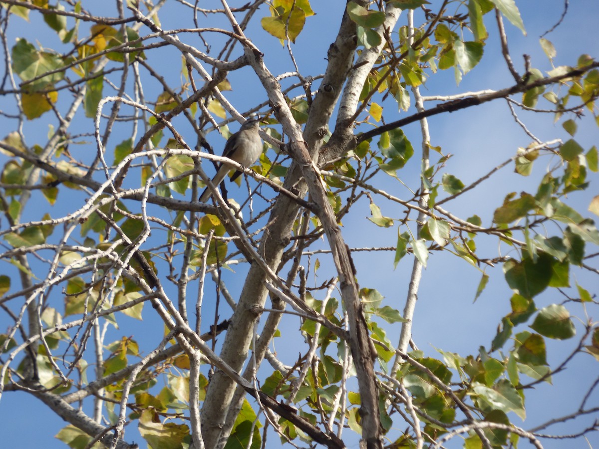 White-banded Mockingbird - ML619421656