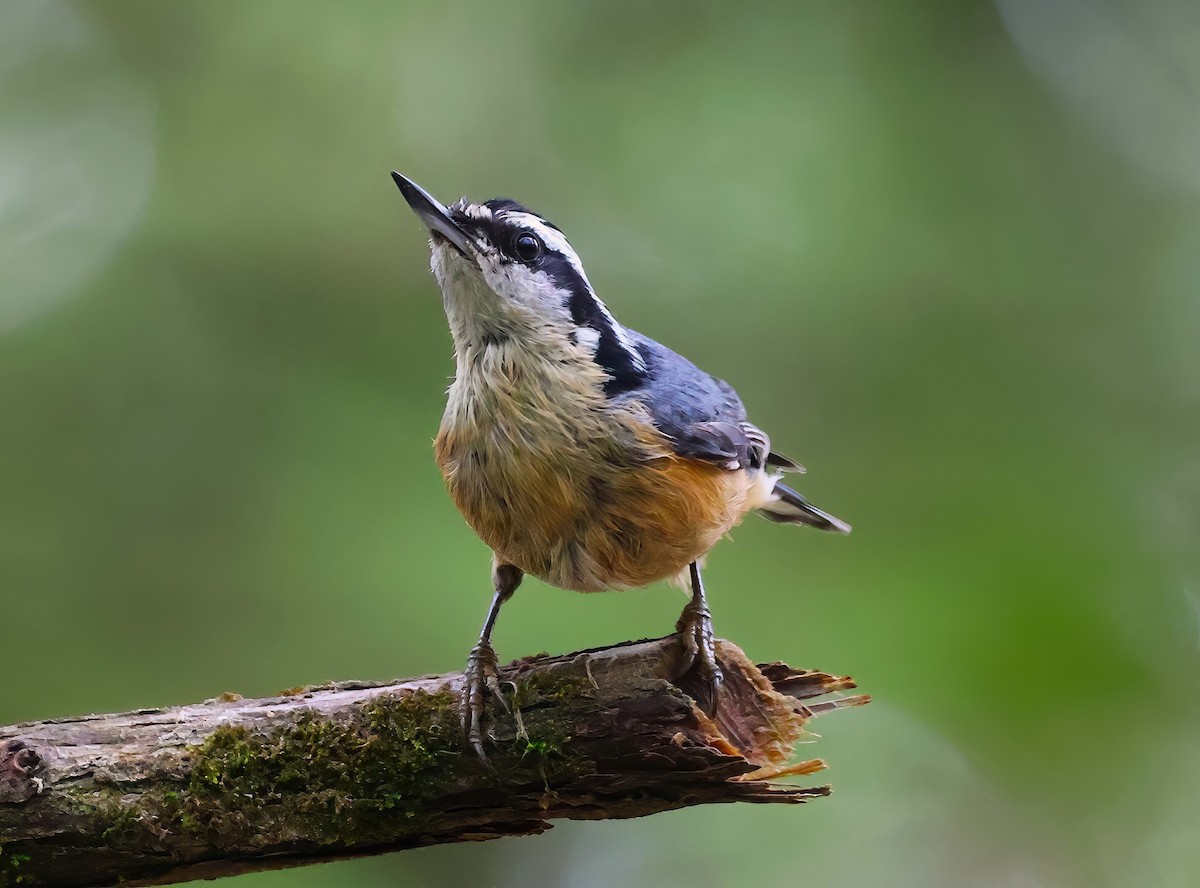 Red-breasted Nuthatch - ML619421723