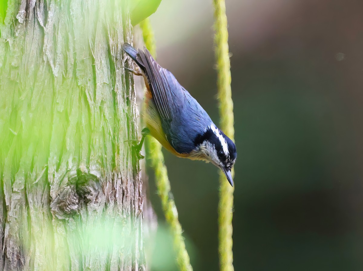 Red-breasted Nuthatch - ML619421725