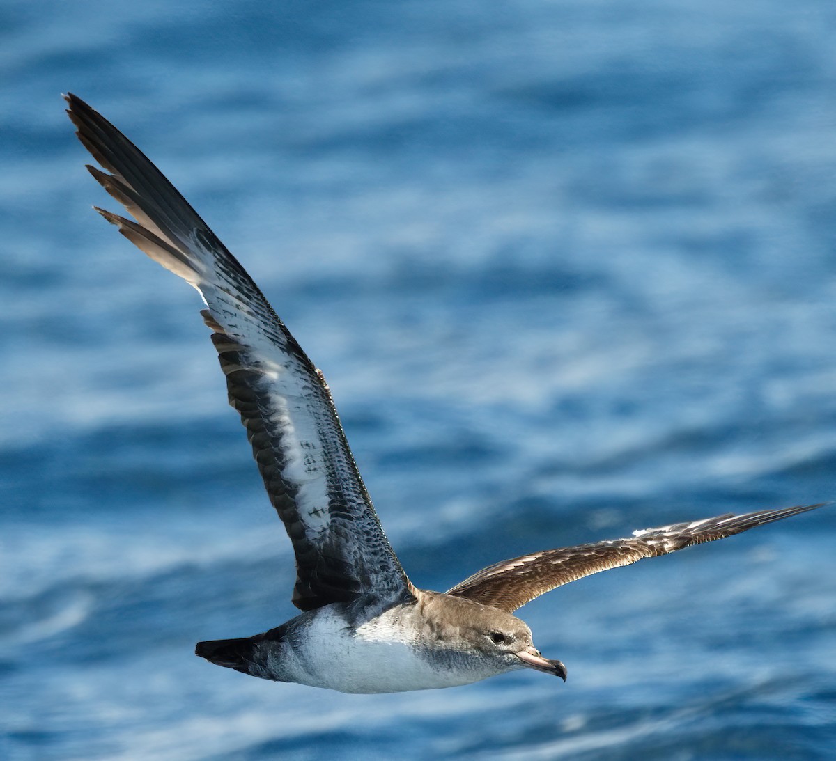 Pink-footed Shearwater - ML619421756