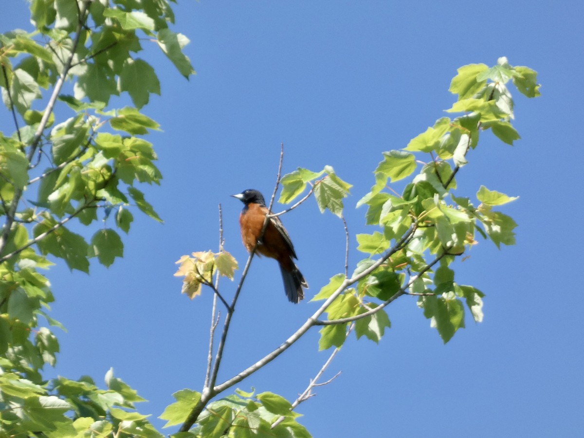 Orchard Oriole - ML619421766
