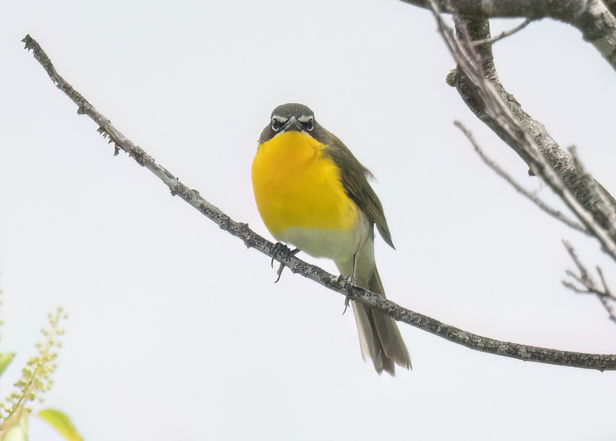 Yellow-breasted Chat - ML619421779