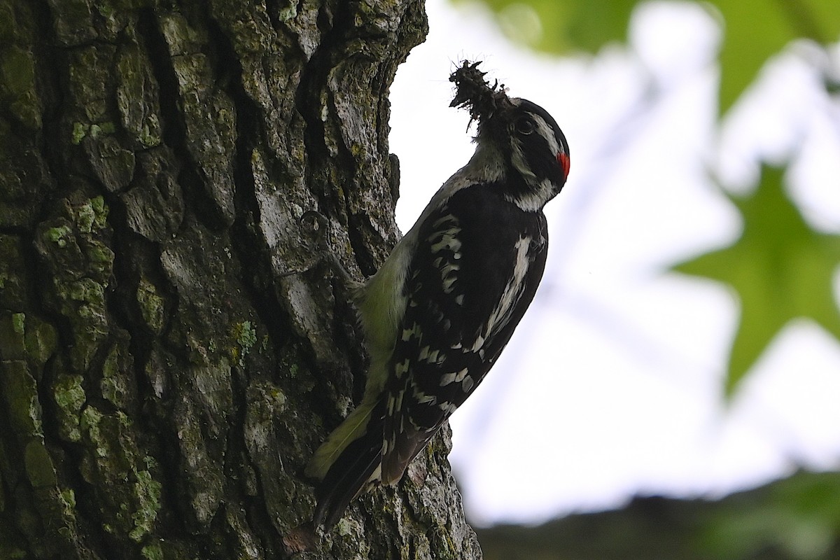 Downy Woodpecker - ML619421837