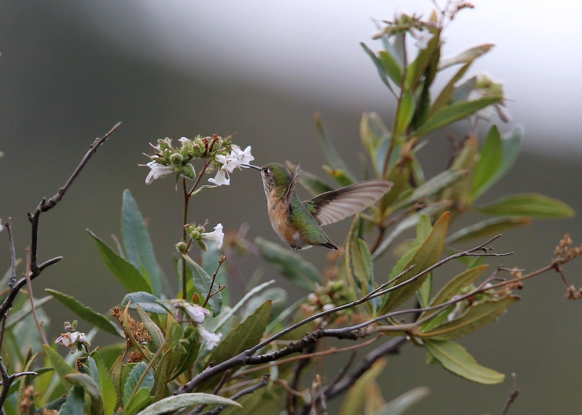 Calliope Hummingbird - ML619421844