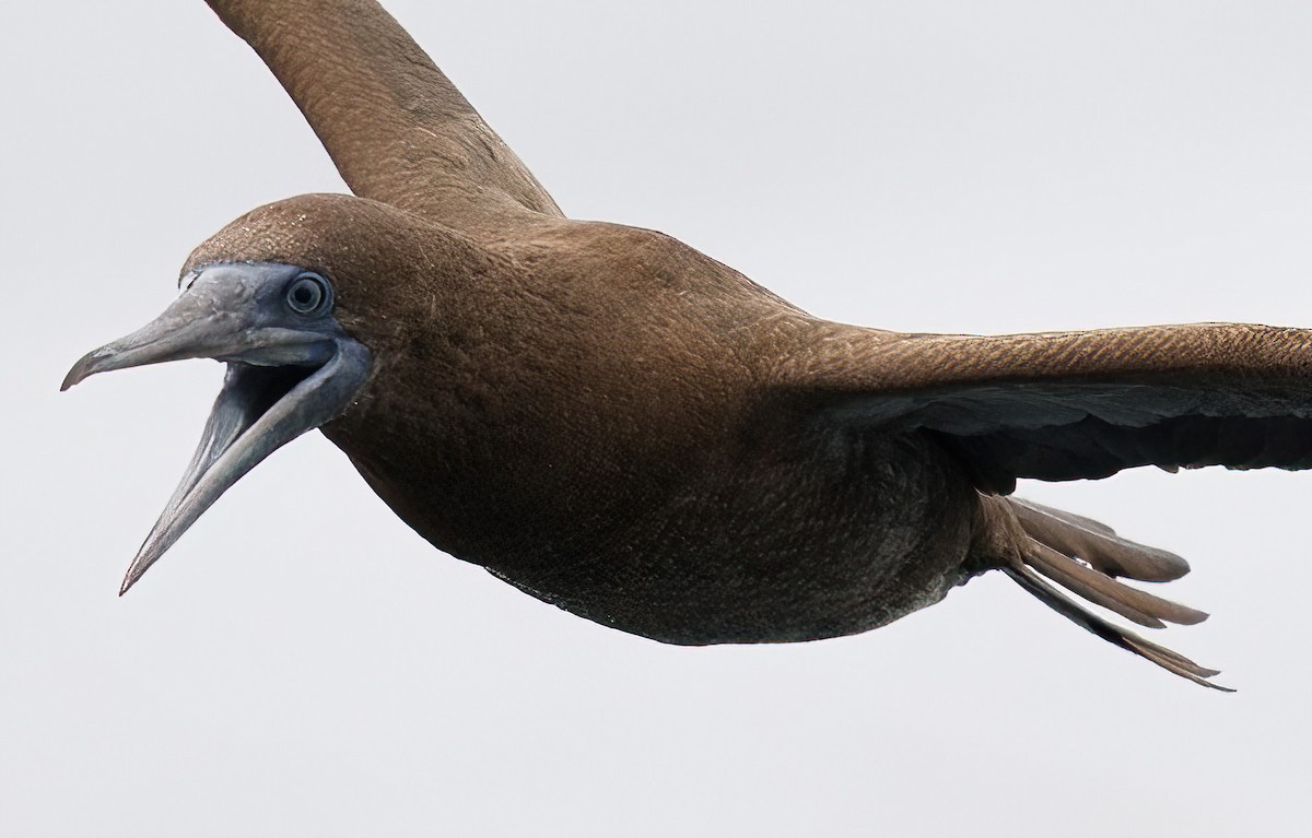 Brown Booby - ML619421919