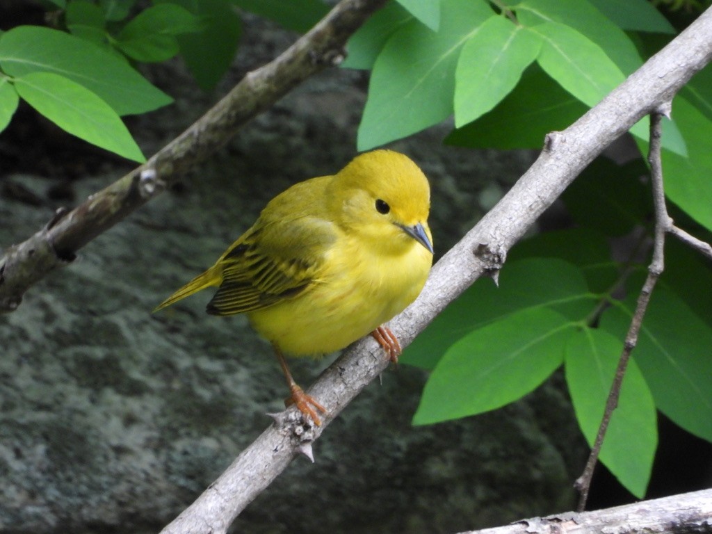 Yellow Warbler - ML619421984