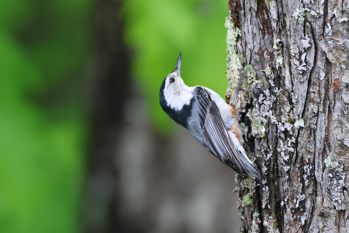 White-breasted Nuthatch - ML619422008