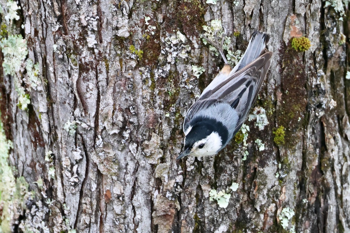 White-breasted Nuthatch - ML619422020