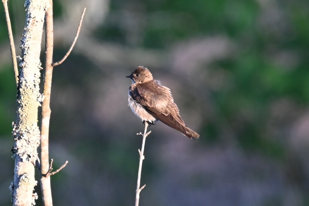 Northern Rough-winged Swallow - ML619422057