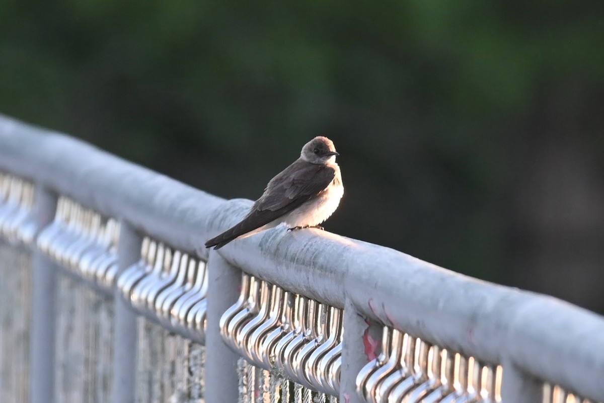 Northern Rough-winged Swallow - ML619422060