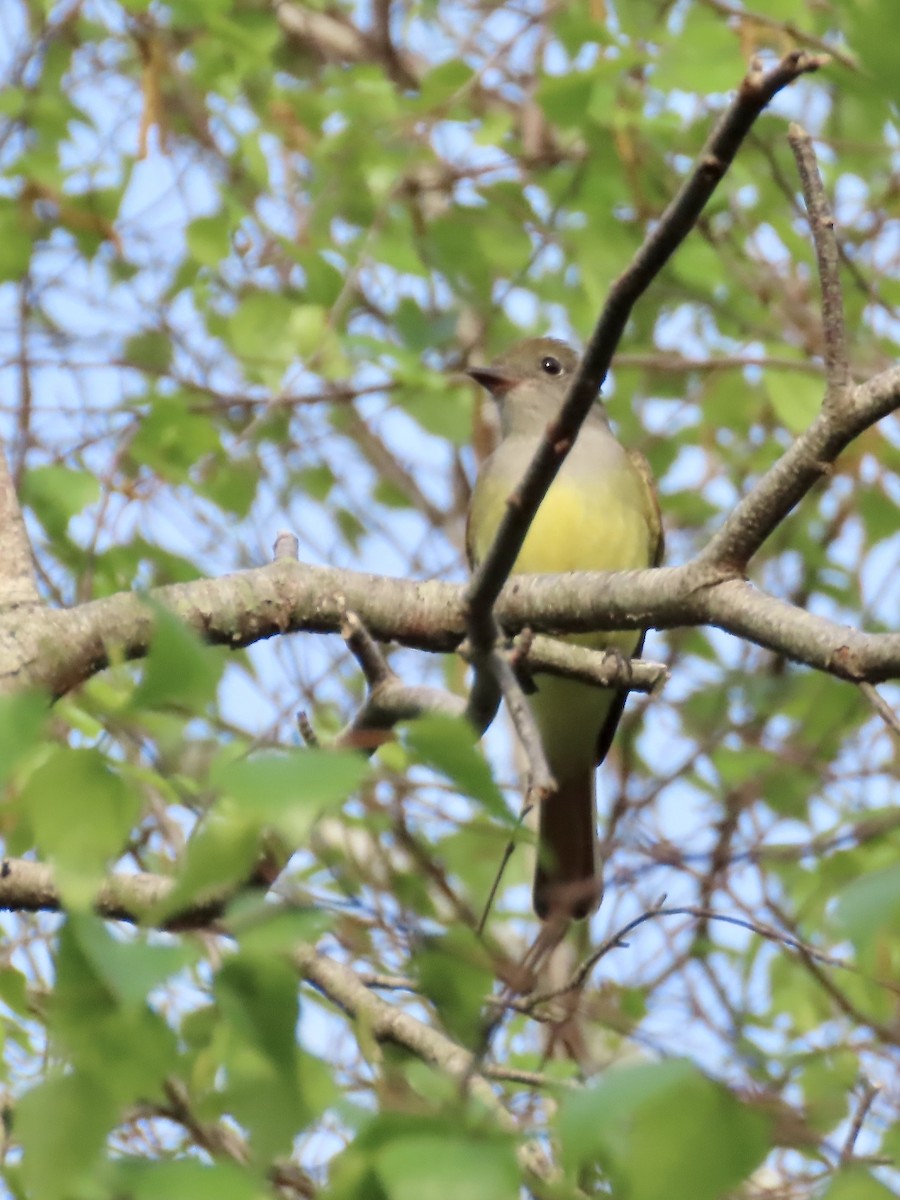 Great Crested Flycatcher - ML619422069