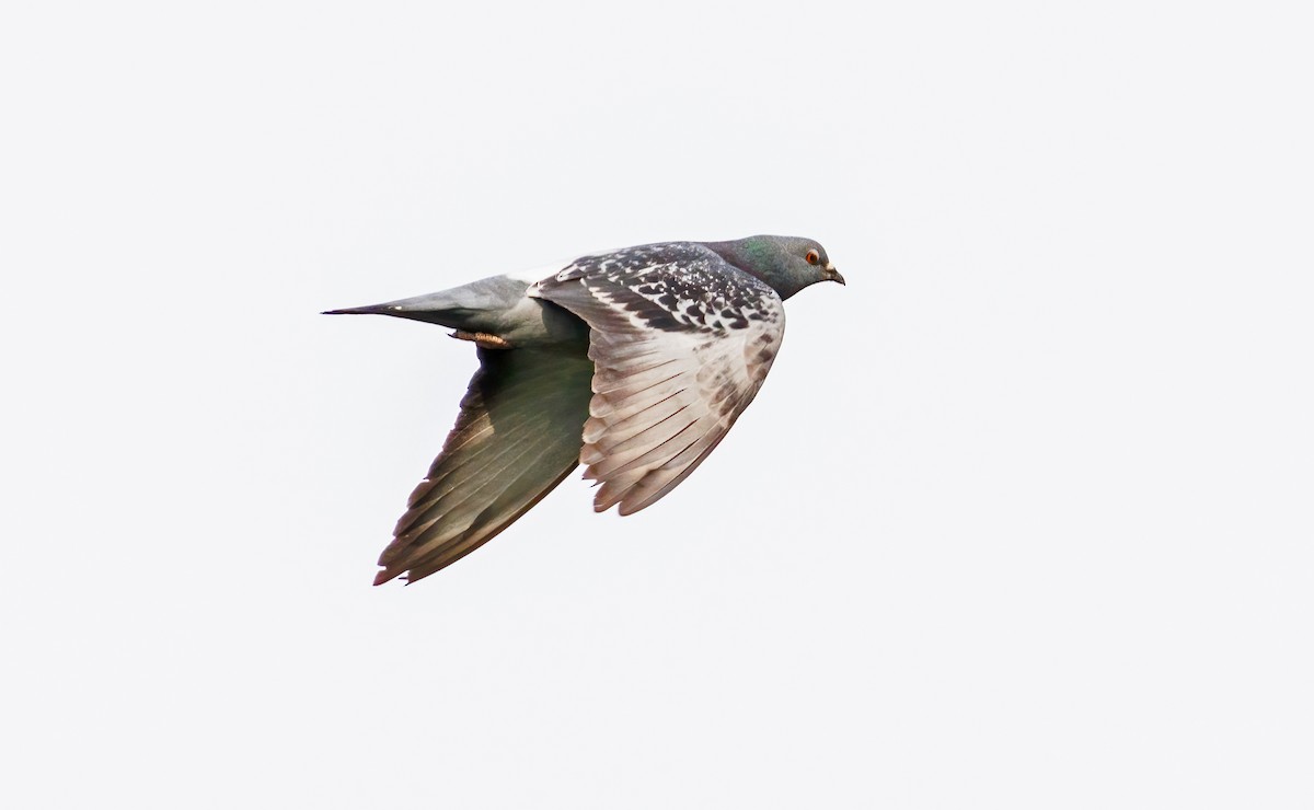 holub skalní (domácí) - ML619422094