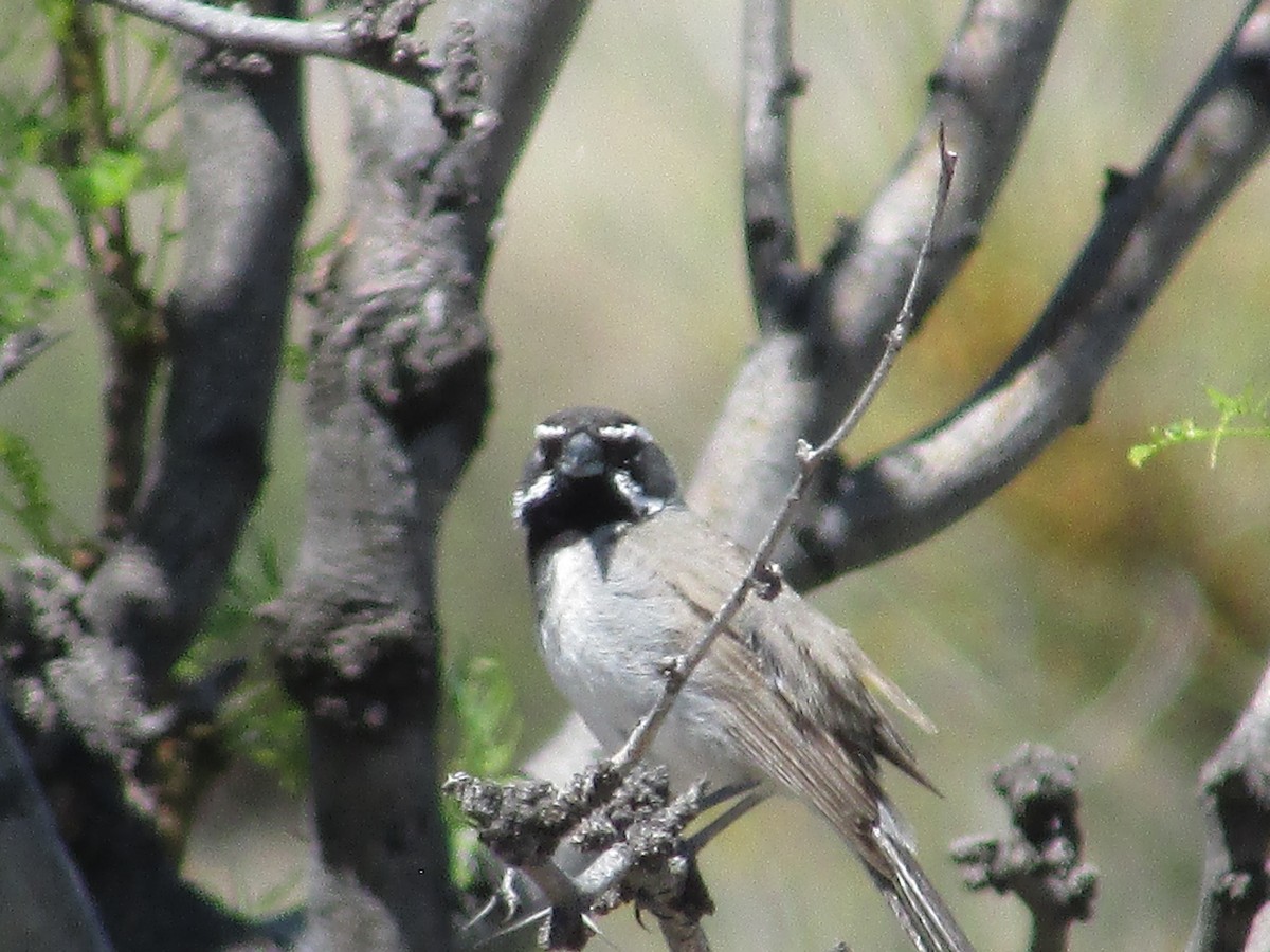 Black-throated Sparrow - ML619422123