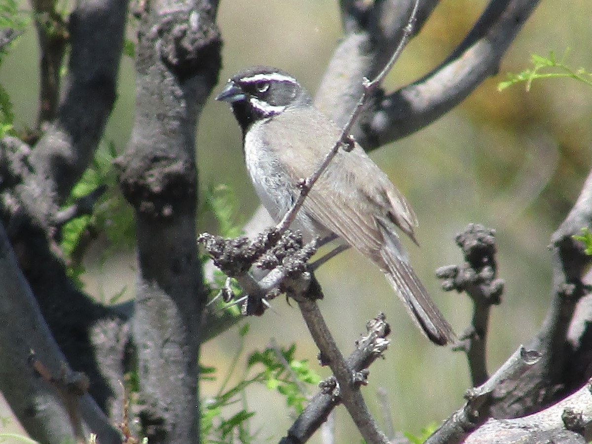 Black-throated Sparrow - ML619422124