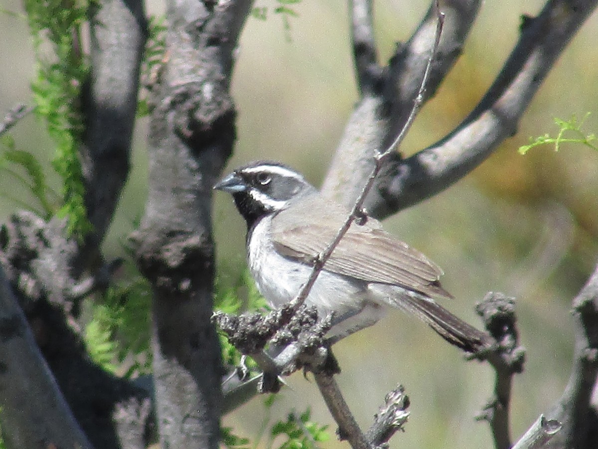 Black-throated Sparrow - ML619422125