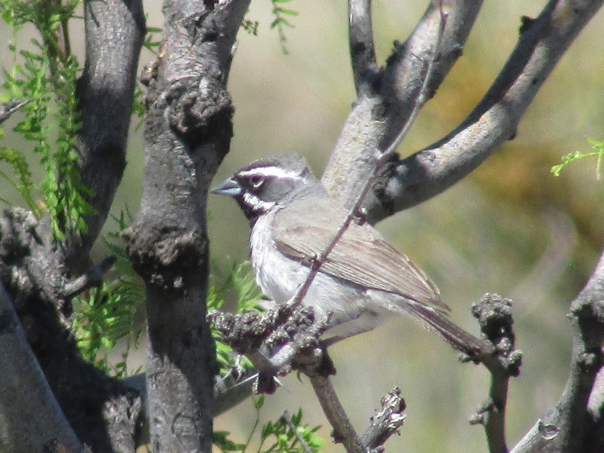 Black-throated Sparrow - ML619422126