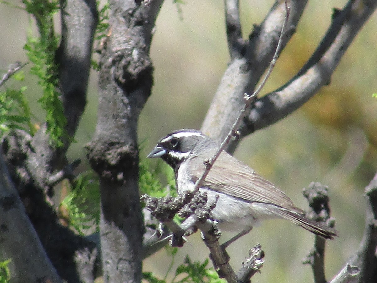 Black-throated Sparrow - ML619422127