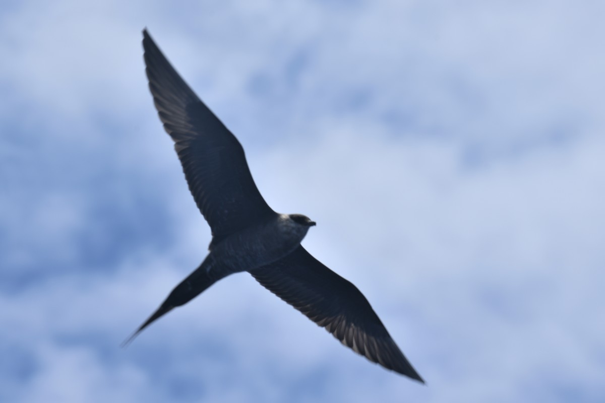 Long-tailed Jaeger - ML619422161