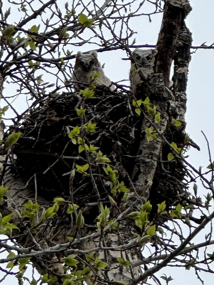 Great Horned Owl - ML619422165