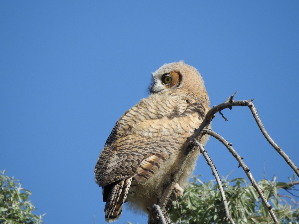 Great Horned Owl - ML619422190