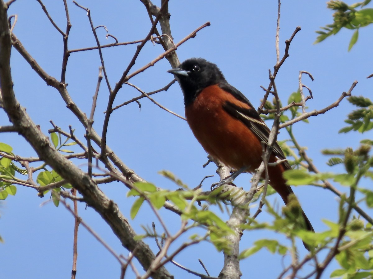 Orchard Oriole - ML619422238