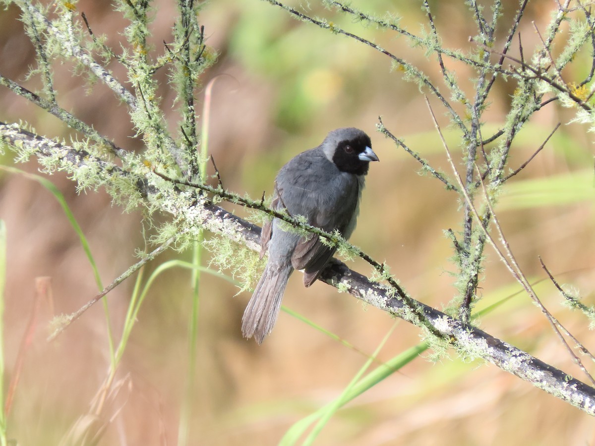 Black-faced Tanager - ML619422265