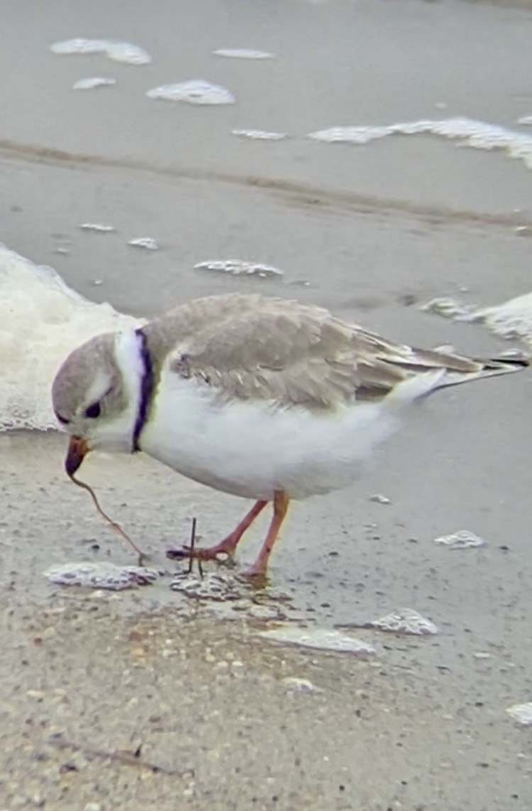 Piping Plover - ML619422300